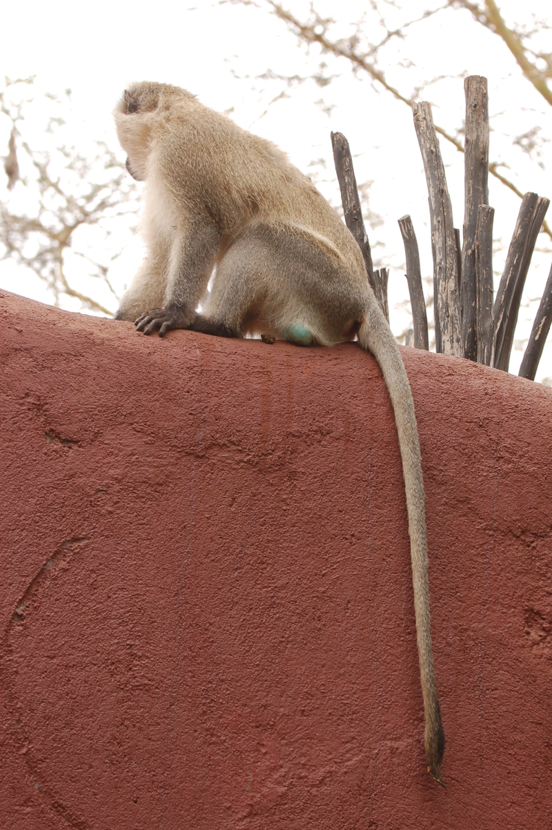 Illustration for article titled Out of Africa. Monkey Business.